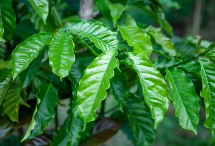 Introduction to Robusta, Timor, Catimor, Castillo Varieties and Yunnan Small Bean Catimor