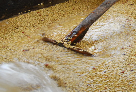 How Exactly is Kenya's Double Washed Process Operated? What Changes Does Double Washed Processing Create?