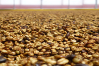 Costa Rican Pour-Over Coffee Flavor Profile and Best Brewing Methods