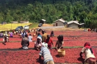 Ethiopian Coffee Beans | Introduction to Yirgacheffe Region Natural Process Red Cherry Coffee Beans