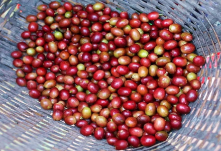 Arabica Coffee Bean Varieties: Differences Between Typica, Bourbon, and Geisha - Which Tastes Best?
