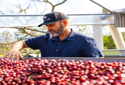 Coffee Variety Introduction: Geisha Coffee Bean Flavor Grading and Quality Levels