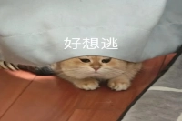 How to Observe and Determine if Espresso Extraction is Correct? What to Pay Attention to Before Espresso Machine Extraction?