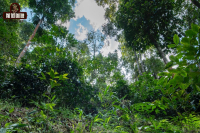 Yunnan Premium Coffee Beans: Flavor Profile and Characteristics of Washed Process Catimor Coffee Varieties