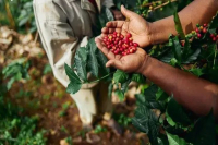 Papua New Guinea Coffee Regions, Coffee Varieties, and Paradise Bird Coffee Introduction