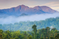 Jamaica | Introduction to Blue Mountain No.1 Coffee from Coffee Growing Regions