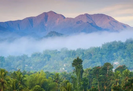 Jamaica | Introduction to Blue Mountain No.1 Coffee from Coffee Growing Regions