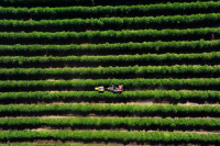 Why is Brazilian Coffee Often Used in Coffee Blends? Introduction to Brazilian Specialty Coffee Queen Estate Yellow Bourbon