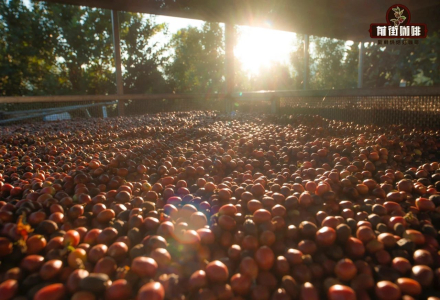 What is Super Natural Processing? An Introduction to the Characteristics of Super Natural Coffee Beans