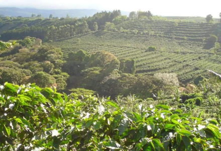 Why Does Colombian Coffee Have Rich Flavors? Introduction to Water-Processed Caturra from the Huila Region