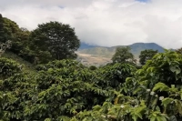 Introduction to Panama's Champion Coffee Estates | The Story and Characteristics of Carmen Estate Geisha from the Volcán Region
