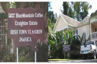 The Meaning of Jamaica Blue Mountain No.1 and the Story of Japan's Blue Mountain Processing Plant