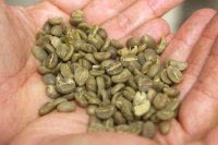 Differences Between Arabica Coffee Bean Varieties: Typica vs Bourbon