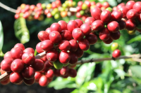 Introduction to Colombia's Sidra Coffee Variety and Honduras' Pacas Coffee Variety