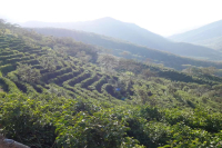 What are the characteristics and stories of Bolivian coffee beans? How does Bolivian coffee taste?