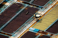 Are Volunteer Opportunities at Yunnan Coffee Estates Reliable? How Much Does It Cost to Adopt Yunnan Small-Bean Coffee Trees and How Are They Grown?