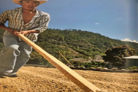 Why Were Sun-Dried Coffee Beans Once Considered Inferior?