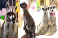 Popular Wildlife Cafes in Korea to Close Completely! What Are the Hygiene Conditions of Pet Cafes?