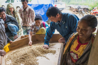 Introduction to Indonesian Coffee: Sumatuan Flavor Coffee Beans Premium Grade G1 Mandheling