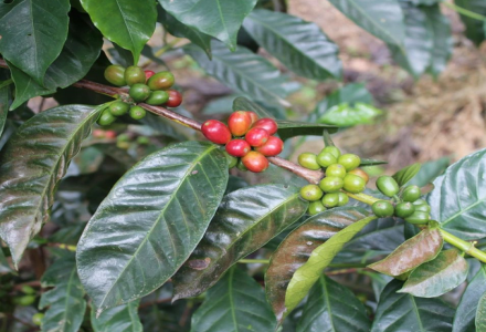 How to Brew Gesha Coffee Beans? How to Make Delicious Pour-Over Coffee with Gesha Beans from Different Origins?