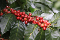 Catimor Coffee Beans: A Heritage of Arabica and Robusta Lineage