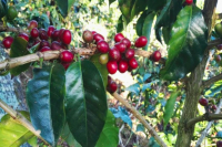 Where is Mandheling Coffee Primarily Grown? What is the Ateng Variety in Indonesian Coffee