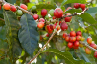 Striped Bourbon Coffee - Bourbon Flavor - Where Does Bourbon Come From