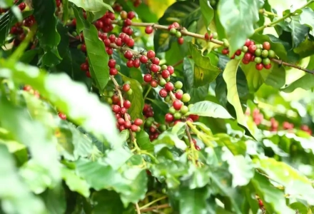 Flavor Differences Between Yirgacheffe Coffee Beans and Americano, Yirgacheffe SOE Americano Calories