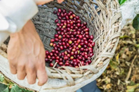 Coffee's Increasing 'Chinese-Style' Transformation: Lacking Roots and Soul