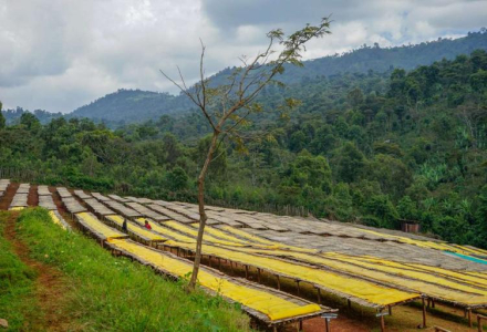 Why Do Ethiopian Coffees Have Fruity Flavors? An Introduction to Yirgacheffe Washed Coffee Beans