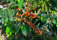 High-Yield Quality Coffee Bean Recommendations: An Introduction to Colombian Coffee Bean Grades