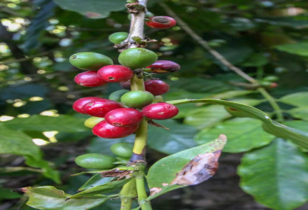 History of Jamaican Coffee Development, Coffee Growing Regions, and Introduction to Blue Mountain Coffee