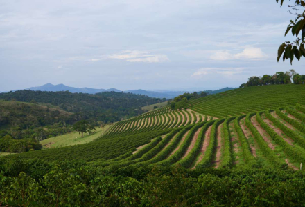 Top 10 Coffee Producing Countries in the World - Introduction to Arabica Coffee Bean Origins and Flavor Characteristics