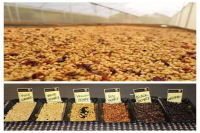 Development History of Costa Rica Honey Processing, Honey Processing Method, and Introduction to Mirasu Manor's Strawberry Candy