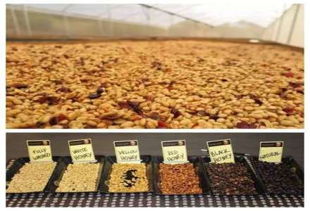 Development History of Costa Rica Honey Processing, Honey Processing Method, and Introduction to Mirasu Manor's Strawberry Candy