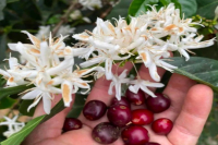 What is the Sidra Coffee Variety? Where Does the Sidra Coffee Variety Come From?