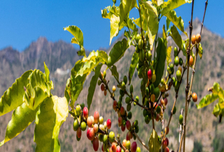 Coffee Originates in Africa: Essential Knowledge of Specialty Coffee and Ethiopian Coffee Beans Introduction