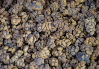Premium Indonesian Kopi Luwak Coffee Beans Introduction - Indonesia Civet Coffee Bean Price Worth Buying