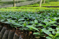 Flavor Profile and Taste Characteristics of Colombian Coffee