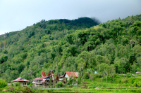 An Introduction to Sumatra: The Primary Growing Region of Indonesian Premium Mandheling Coffee