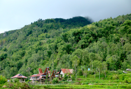 An Introduction to Sumatra: The Primary Growing Region of Indonesian Premium Mandheling Coffee