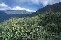 Kenya Coffee Beans | Introduction to Thika AA Estate SL28 & SL34 Coffee Beans