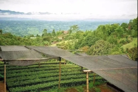 Colombia | Introduction to Selected Coffee Beans from Coffee Growing Regions