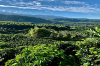 Characteristics and Story of Colombian Coffee Beans How Should Colombian Coffee Be Roasted?