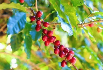 56,433 Tons! Starbucks China Discloses Yunnan Coffee Bean Procurement and Export Volume for the First Time
