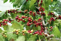 Yemen: One of Asia's Coffee Origins - Coffee Region History Introduction