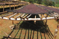 What is the Simon Special Processing Method? What is the Specific Process of Bag Fermentation Coffee Processing?