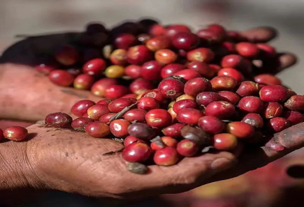 Why Do Ethiopian Coffee Beans Come in So Many Different Shapes? Introduction to Sidamo Region's Santa Vene 74158 Coffee