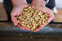 Panama Elida Estate Coffee Cultivation History and Story | Elida Geisha Coffee Bean Flavor Characteristics Description