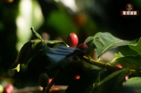 What is the relationship between coffee fruit and coffee beans? Anatomy of coffee structure and composition! How much caffeine is in one coffee bean?